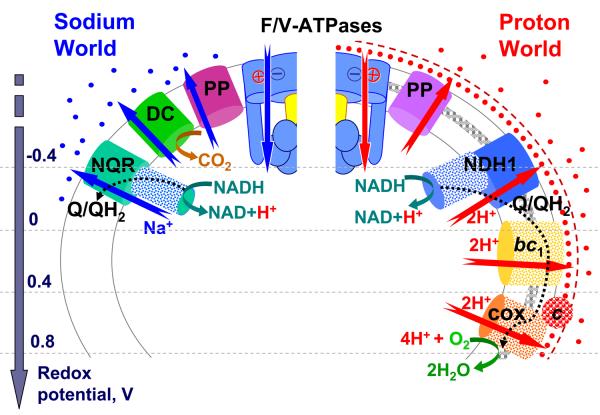 nihms-124895-f0001 nihms-124895-f0001