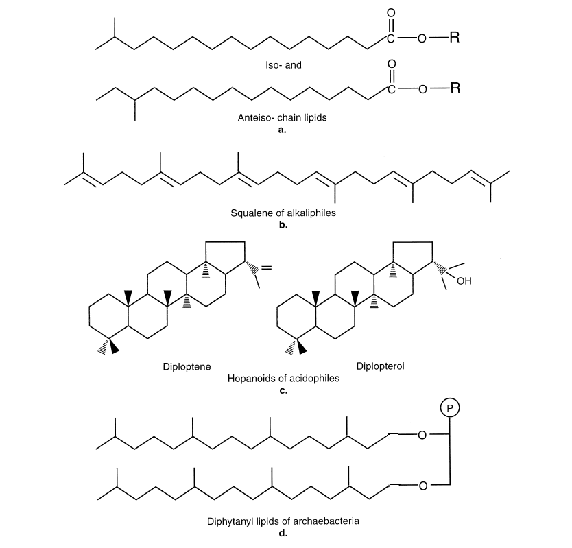 procaryote_lipids procaryote_lipids