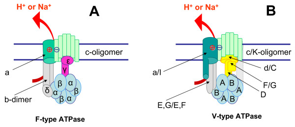 1745-6150-3-13-1 1745-6150-3-13-1