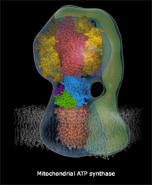 atp_synthase_anim atp_synthase_anim