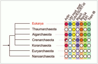 euk_genes_in_archaea euk_genes_in_archaea
