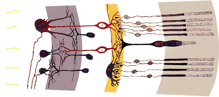 File:Fig retine bended.png