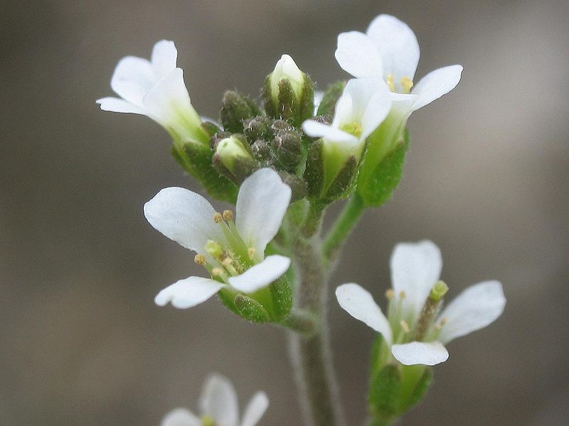 File:Arabidopsis thaliana inflorescencias.jpg