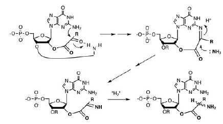 ancient genetic code_Gn synthesis ancient genetic code_Gn synthesis