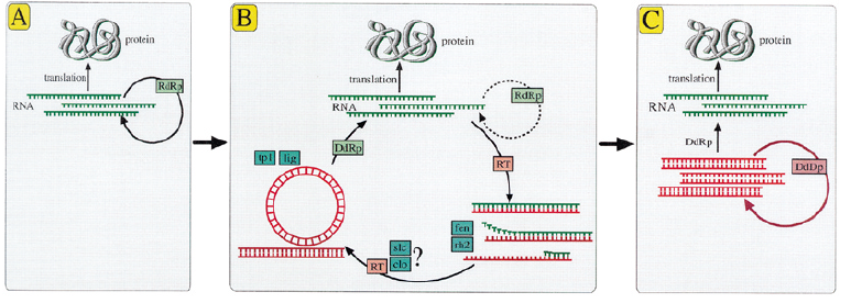 origin of DNA replication-1 origin of DNA replication-1