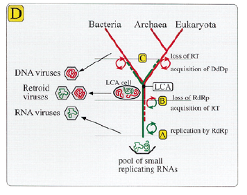 origin of DNA replication-2 origin of DNA replication-2