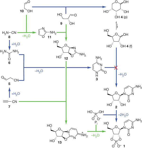 pyrimidine_ribonucleotide_assembly_options_600