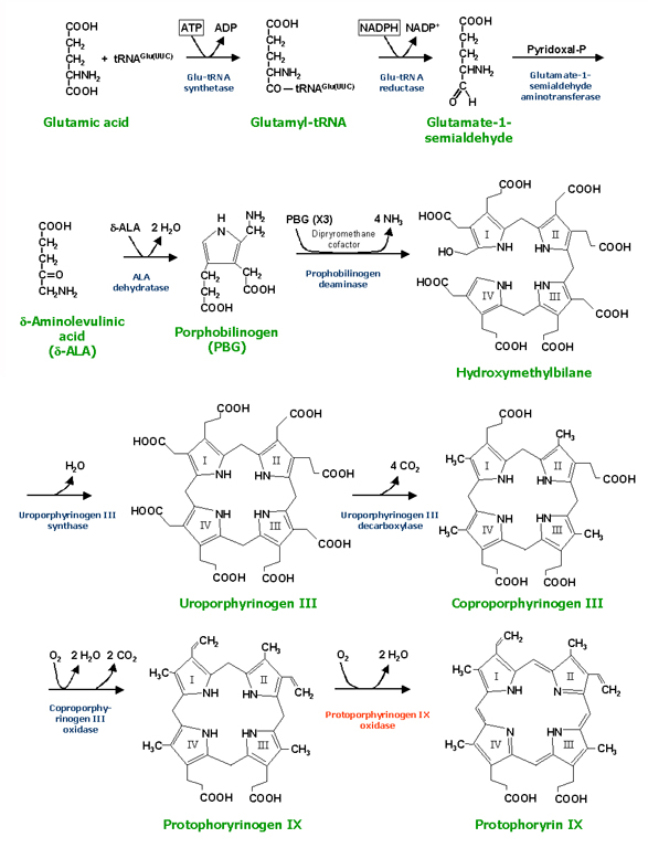 Protoporphyrinogen_synthesis Protoporphyrinogen_synthesis